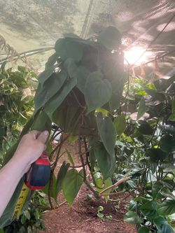 Heart leaf philodendron, see last 2 pics for details, zip95820
