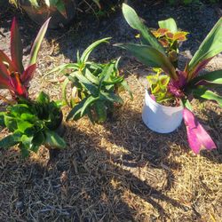 Three  Different   Plant 