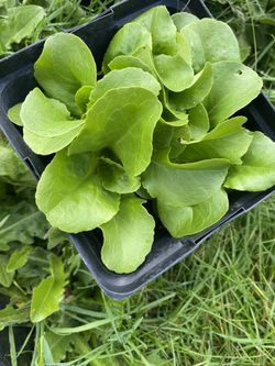 Lettuce Starter Plants – Ready to Transplant (Organic, Healthy)