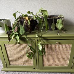 Cabinet + Plants Need Help