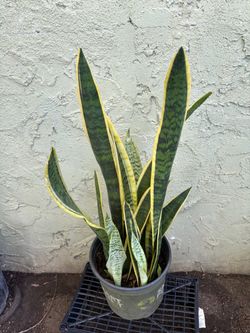 Plant