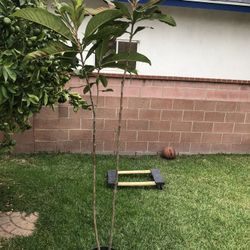 Nispero Fruit tree 7 Feet Tall
