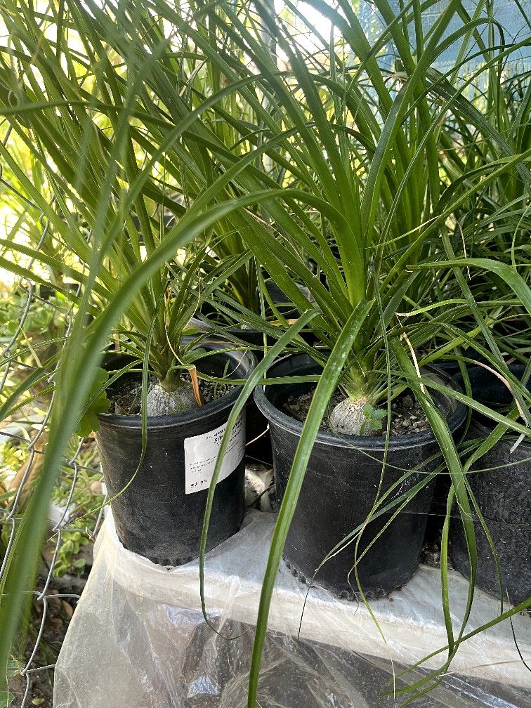 Elephant Foot Plants, $20 each Pot