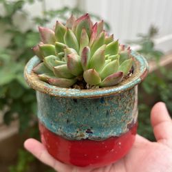 Succulents