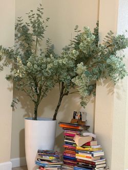 Eucalyptus plants and base