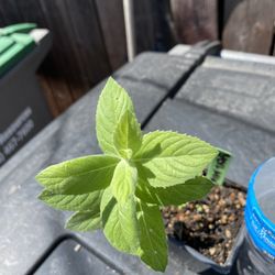 basil mint albahaca menta plant plant yerba buena