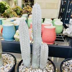 Euphorbia Abdelkuri Imported