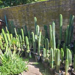 San Pedro cactus, many sizes and varieties