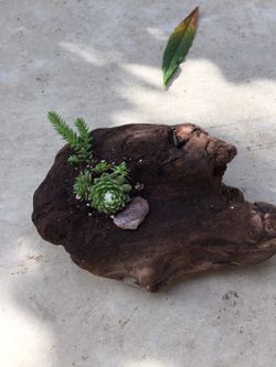 Succulent plants on driftwood
