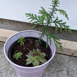 Beautiful Idea For Gift with a live succulents and miniature Christmas 🎄