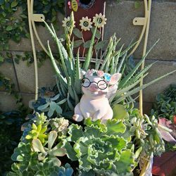 Succulent PIGGY chair