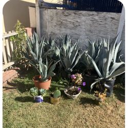 Plants De Magay 