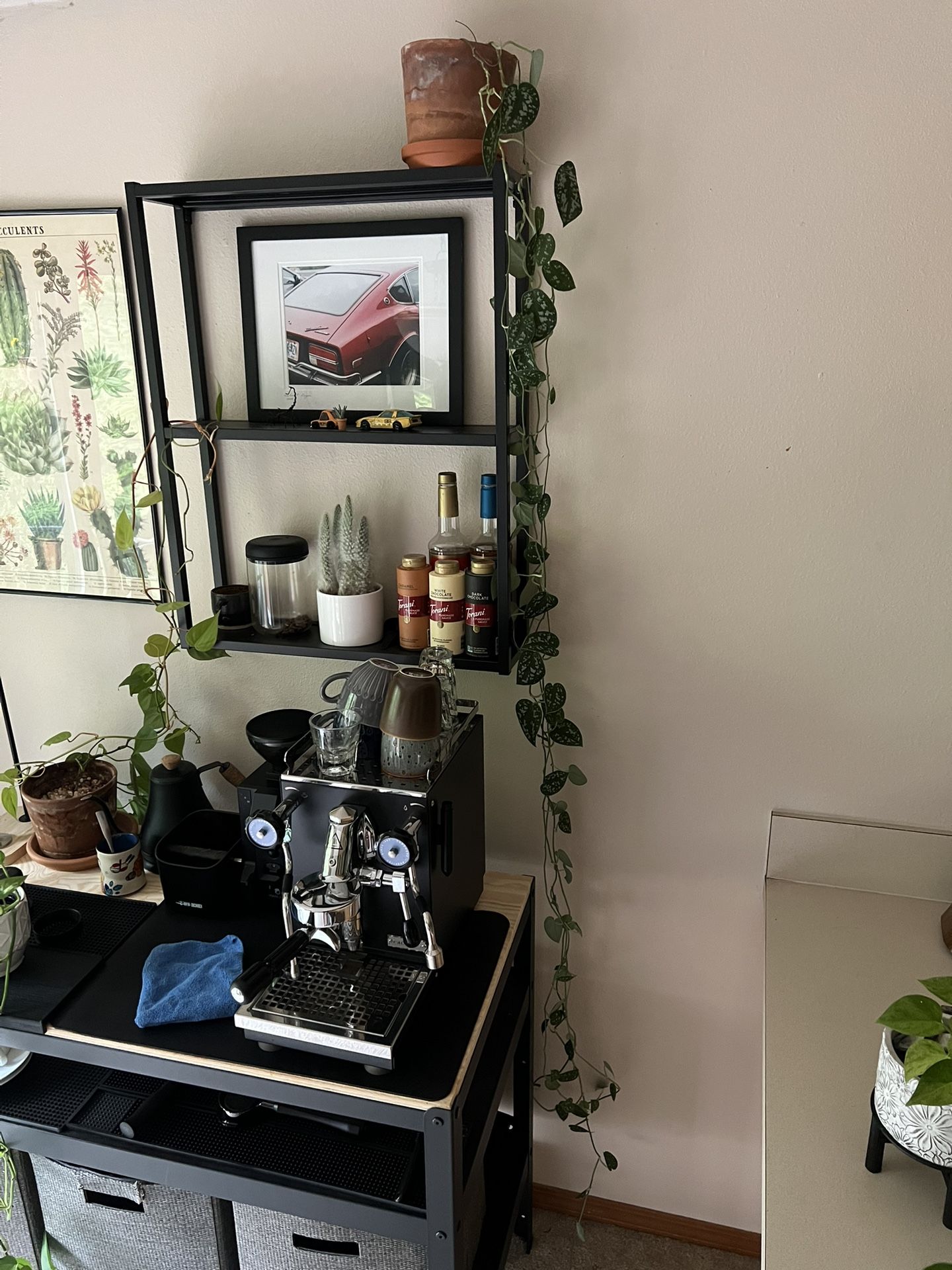 Silver Pothos Plant in Terracotta Pot β $65 OBO