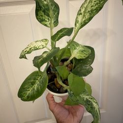 Combination Planter | Dieffenbachia “Amy” | Flowering Hoya Carnosa “Freckles Splash” | Neon Pothos