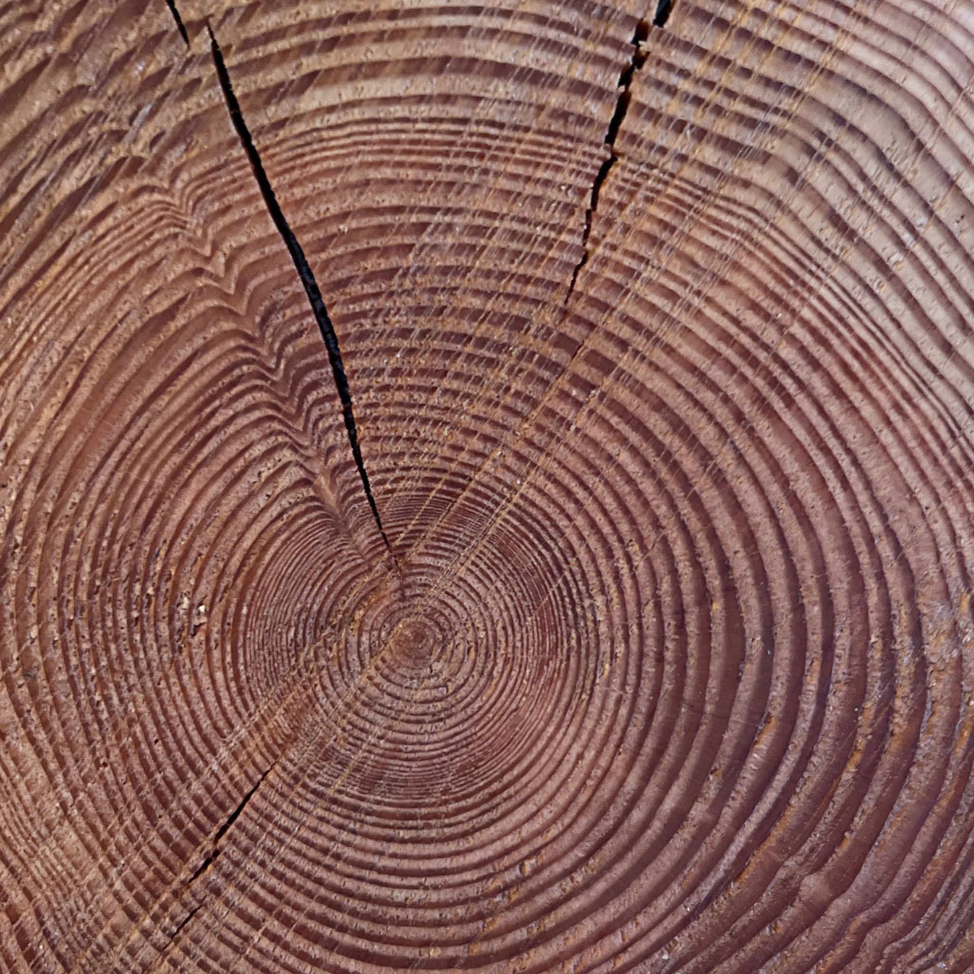 Wood Rounds Centerpieces 