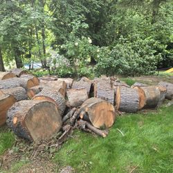 Free Round Wood From 2 Large Pine Trees