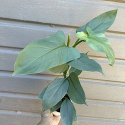 4” Big Philodendron Silver Sword