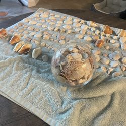 Sea Shells In Glass