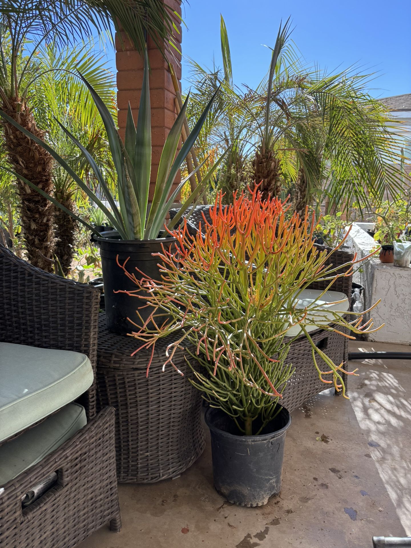Fired Stick Plants Unroot 50 Each Beautiful De Oration For You Garden