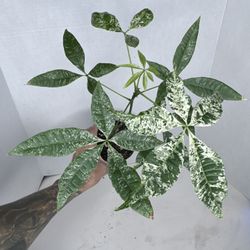 Variegated Money Tree Plant 