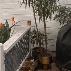 Madagascar Dragon Tree (Dracaena Marginata) – Approx. 6–6.5 ft Tall + pots