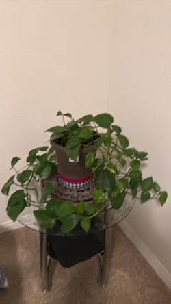 Indoor plant