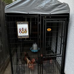 Chicken Coop