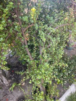 Elephant bush