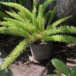 Foxtel fern Myers plant large