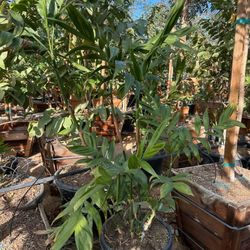 Bamboo Palm 