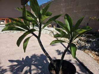 White Plumeria