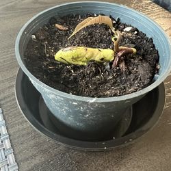 Mango Plant Starts 