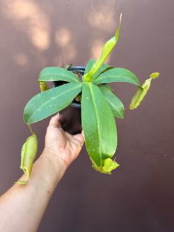 5” nepenthes alata