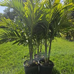 Christmas palms over 6 to 7 feet tall single double triple