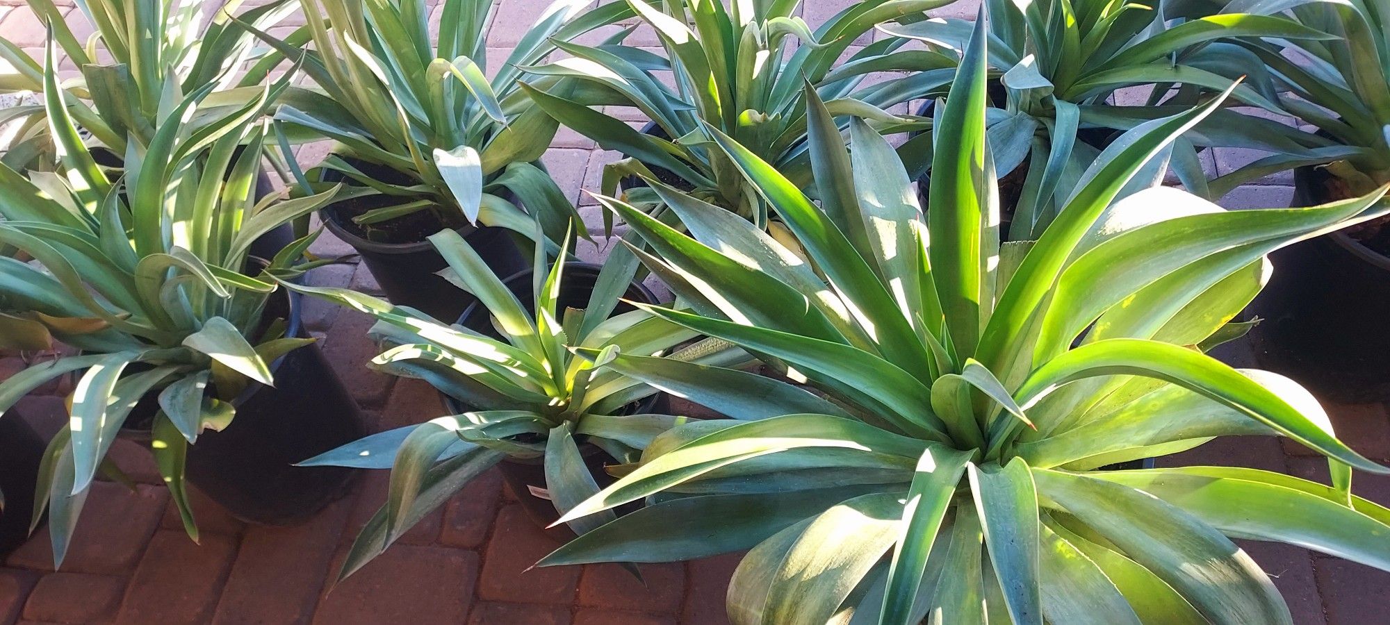Large Soft Leaf Agaves Plants