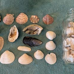 Seashell Collection in Vintage Jar — Great Decor Piece or Base for Larger Seashell