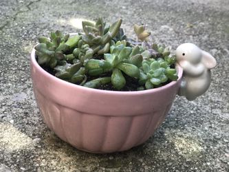 $6 Succulents In Bunny Bowl