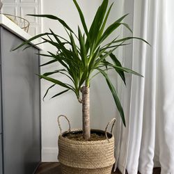 Yucca Plant Potted Indoors