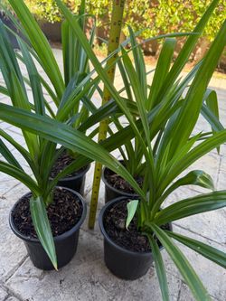 PANDAN Plants - Lá Dứa - Ready to use