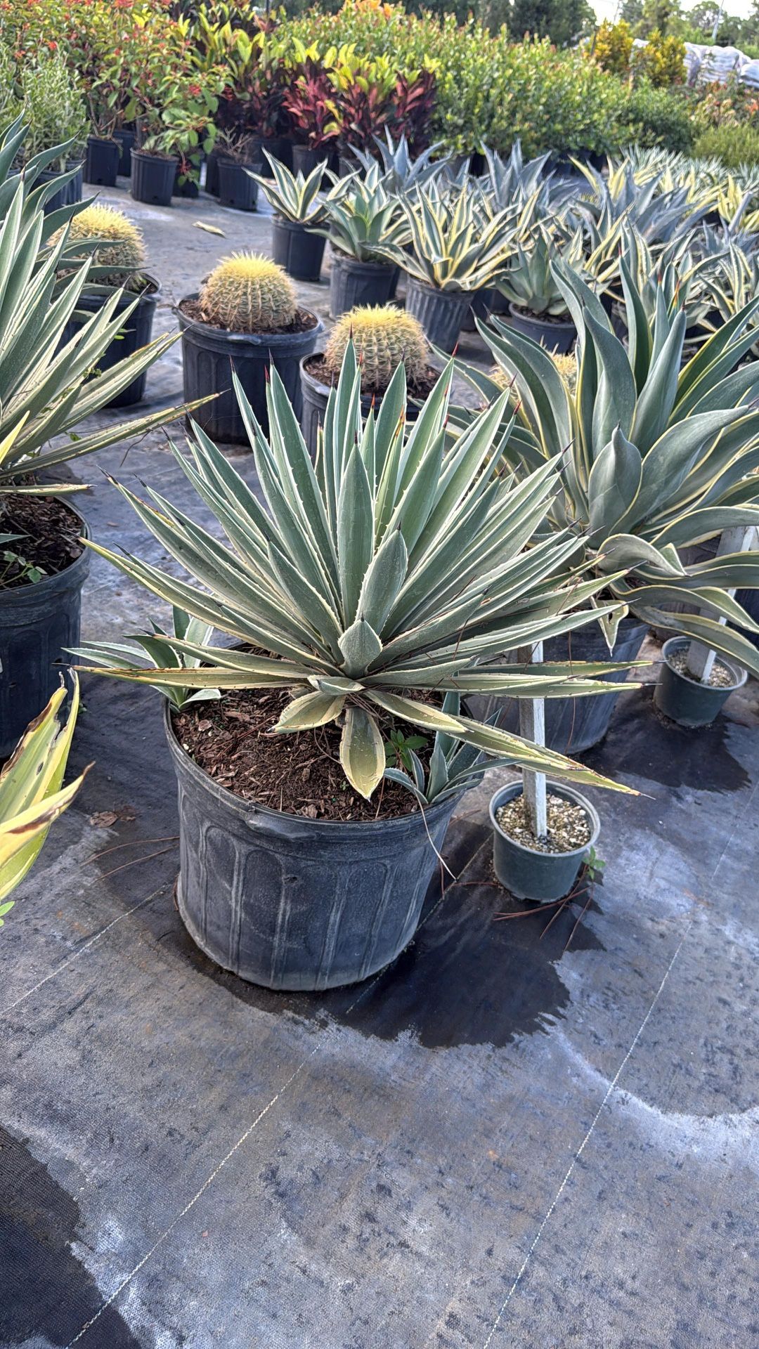 Caribbean Agave - 7gl