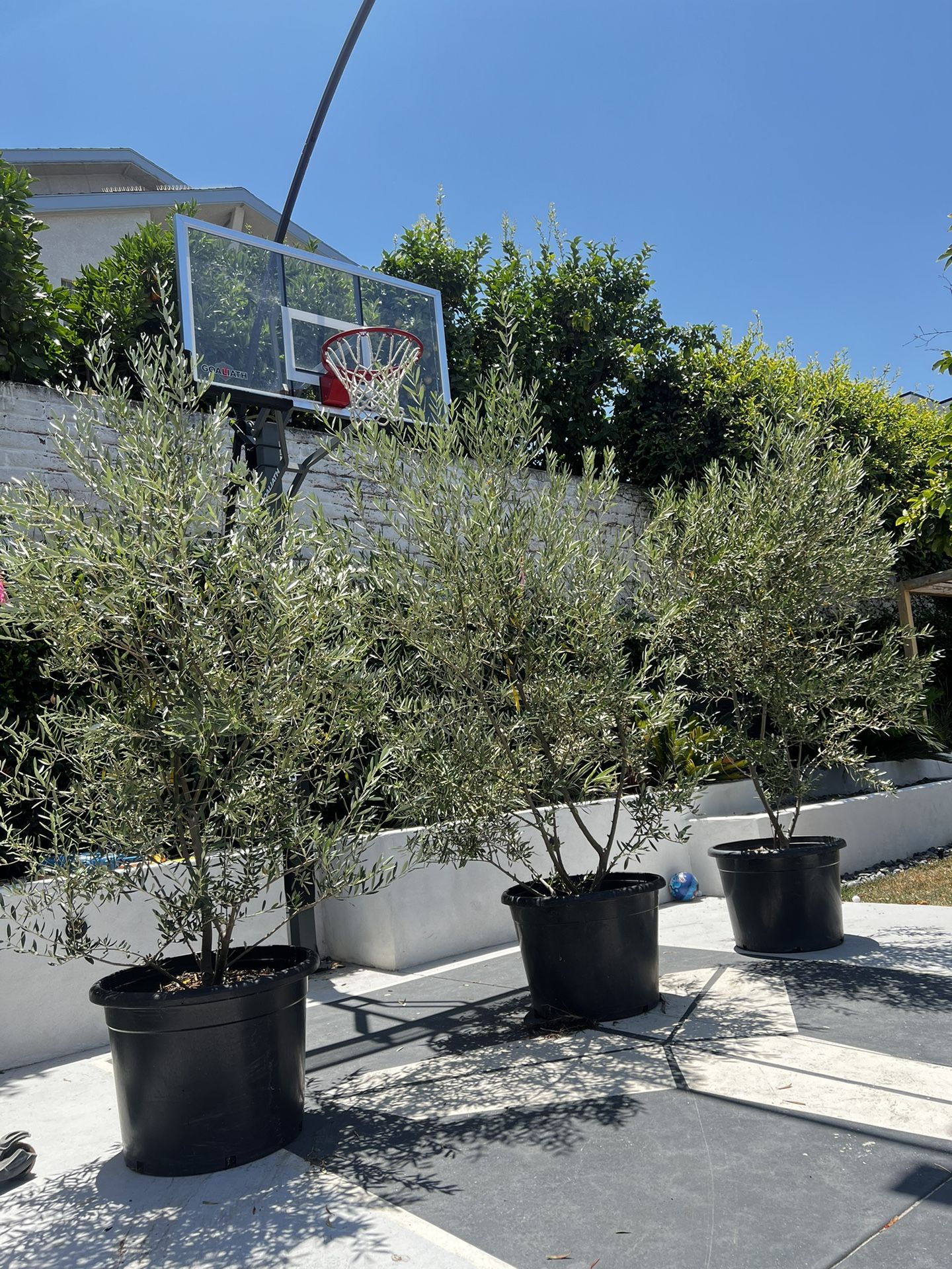 Fruitless olive trees 8ft Landscape Plants Ferns succulents palms grass pots