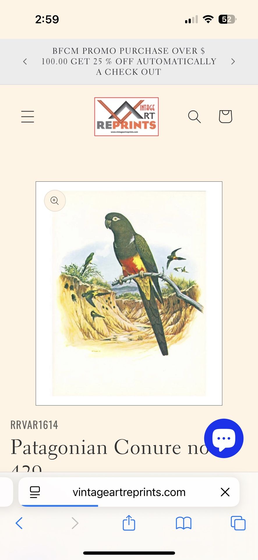 Patagonian Conure Art