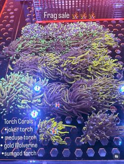 🔥 MASSIVE FAKE HIGH-END REEF FRAG SALE — TORCHES • HAMMERS • ACANS • CHALICE • MONTIPORA 🔥