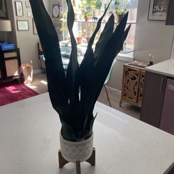 Fake Snake Plant 