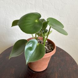 Peperomia Raindrop / Peperomia Polybotrya / Succulent Plant