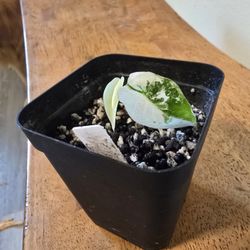 Alocasia Variegated Frydek 