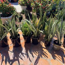 Snake plants $20 each  house plants indoor outdoor