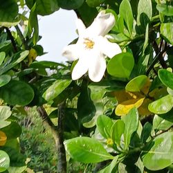 Large Gardenia Tree $200.00