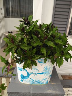 Grow Own Organic Spinach Bush