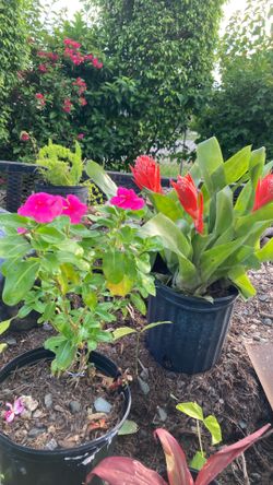 Plantas